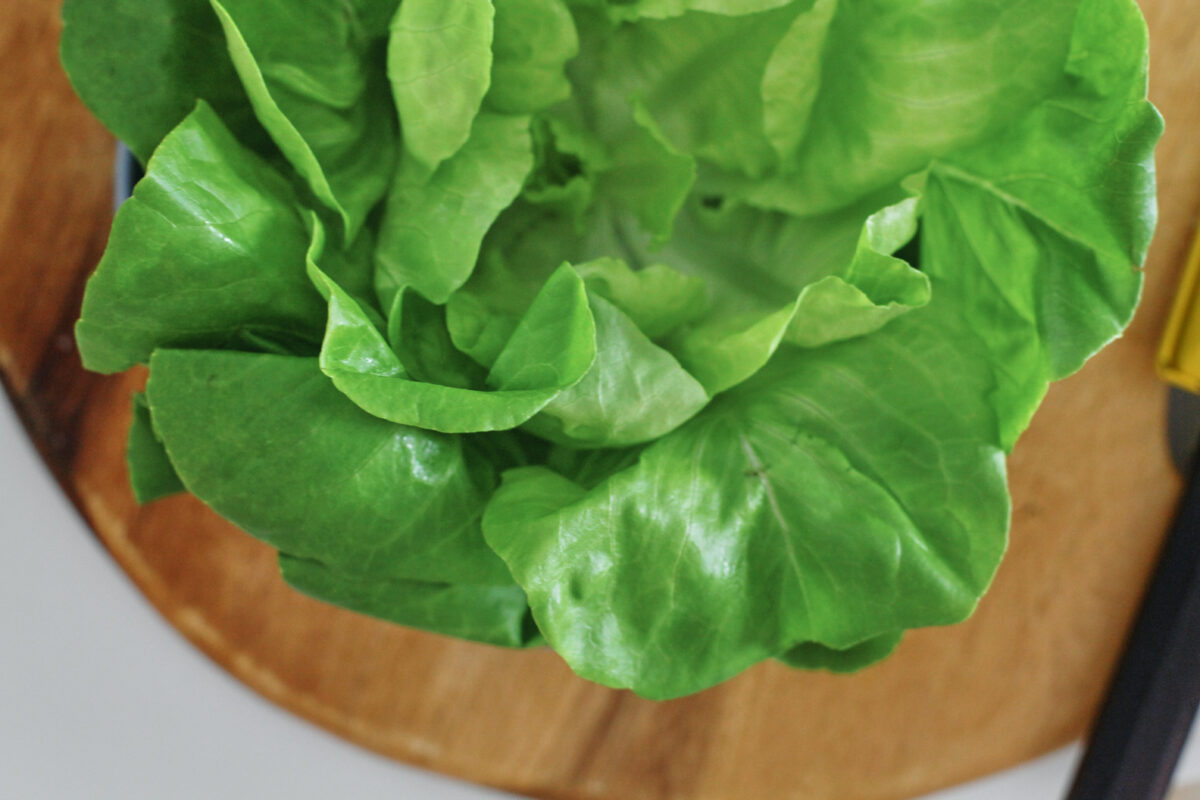 a head of butter lettuce
